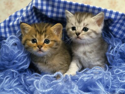 two-cute-kittens-1080P-wallpaper.jpg