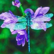 Dragonfly26