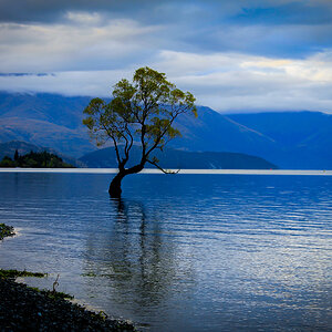 That Wanaka Tree, Wanaka, New Zealand