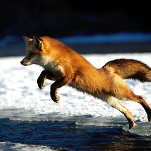 pouncing fox