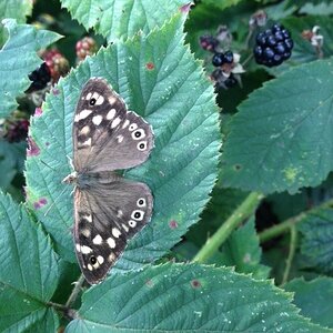 Butterfly and Bramble