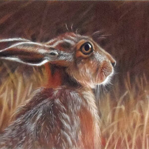 Hare In The Hay
