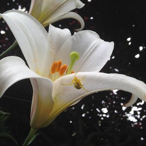 Crab spider on Lily