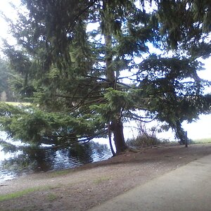 Bradley Lake Park in puyallup washington