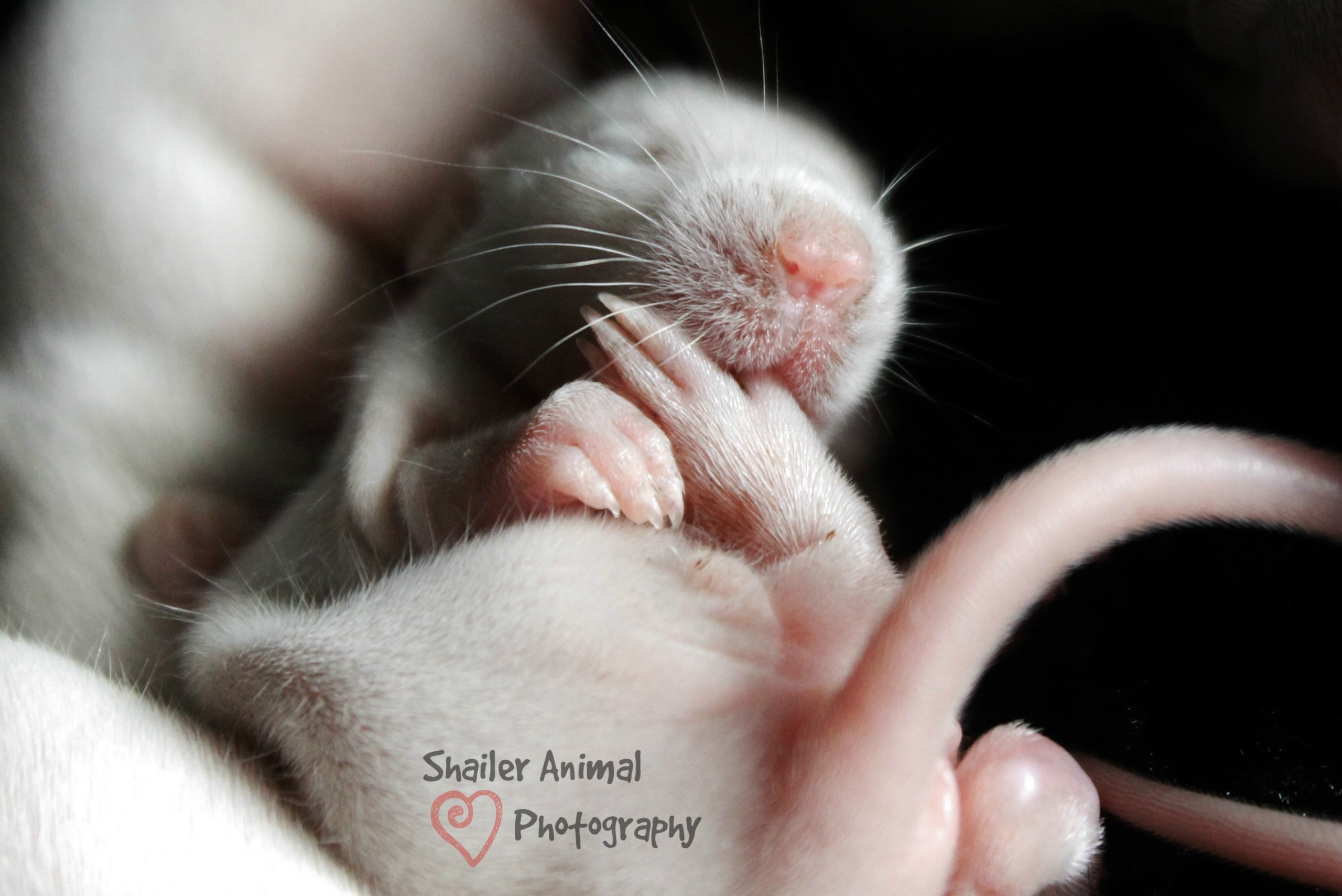 11 day old baby rat