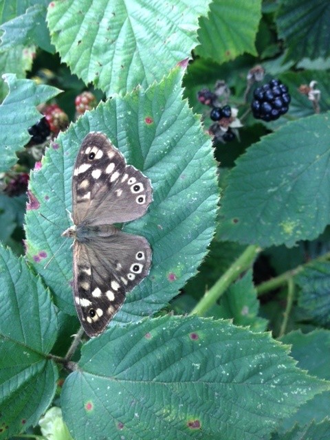Butterfly and Bramble