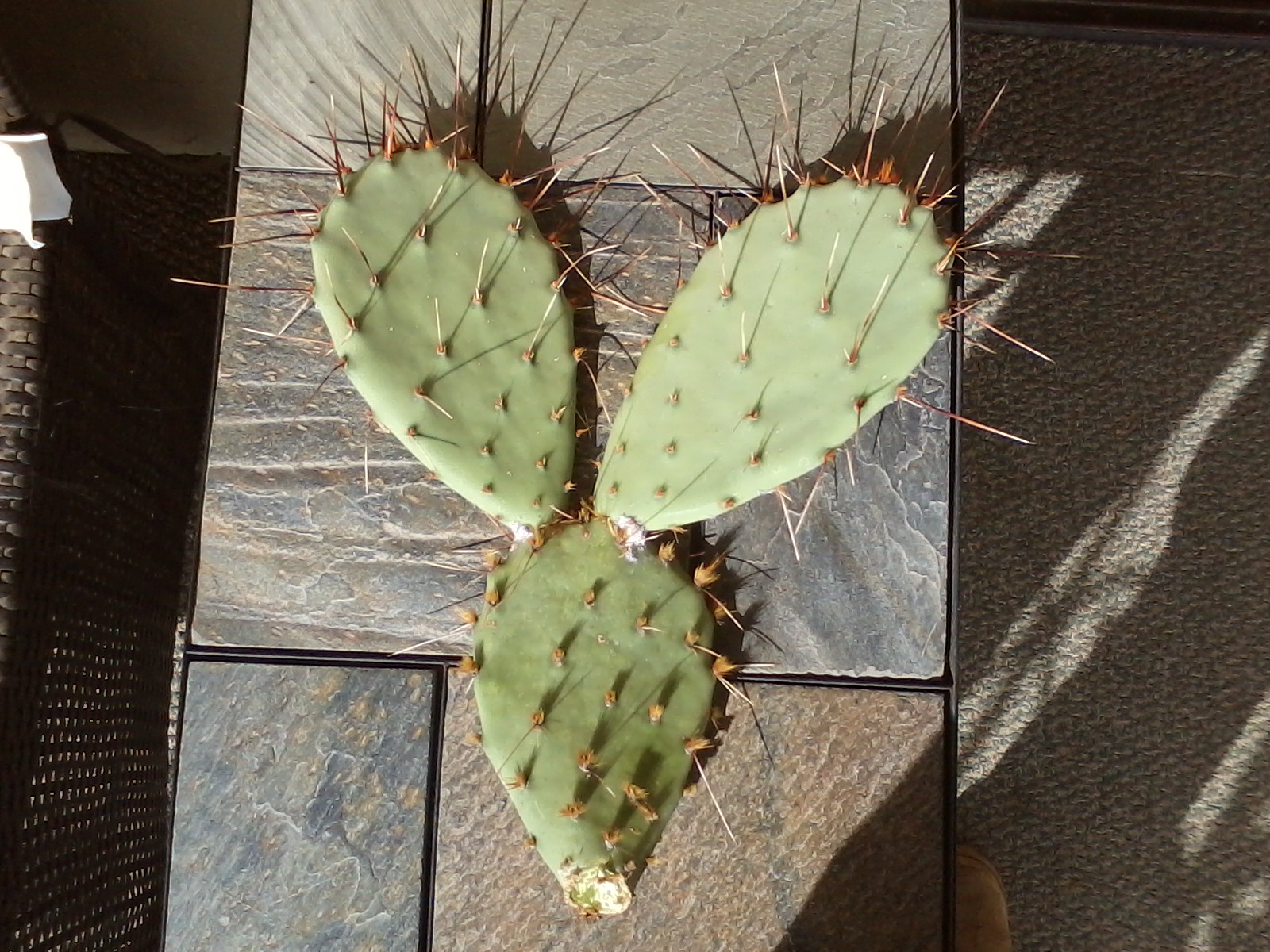 mickey mouse cactus